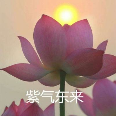 超萌玩具店手游下载